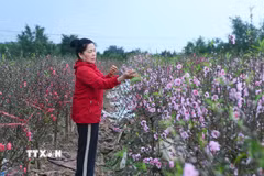 Do thời tiết không thuận cùng việc nhuận hai tháng 6 khiến khoảng 20ha đào tại phường Vị Khê nở hoa sớm. (Ảnh: Công Luật/TTXVN)