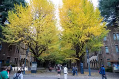 Đại học Tokyo. (Ảnh: Xuân Giao/TTXVN)