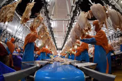 Các quy chuẩn Halal nghiêm ngặt, hệ thống chứng nhận phức tạp là thách thức không nhỏ đối với doanh nghiệp Việt Nam. (Ảnh: Vũ Sinh/TTXVN)