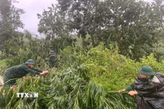 Lực lượng cán bộ, chiến sỹ Đồn Biên phòng Quảng Đức (Quảng Ninh) khẩn trương dọn cây cối bị ngã, đổ trên các địa bàn. (Ảnh: TTXVN phát)