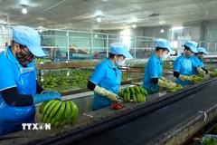 Ảnh minh họa. (Ảnh: Hoài Nam/TTXVN)