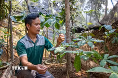 Mô hình canh tác cây Bảy lá một hoa dưới tán rừng của Hợp tác xã Nông dược và Du lịch Lộc Trời (xã Tây Giang), mở ra hướng đi triển vọng trong phát triển kinh tế dược liệu. (Ảnh: Xuân Quý/TTXVN)