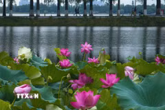Hoa sen khoe sắc tại Đông Hồ, Vũ Hán, tỉnh Hồ Bắc, Trung Quốc, ngày 8/8/2026. (Ảnh: THX/TTXVN phát)