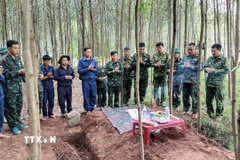 Ở khu vực rừng tràm ở bản Bãi Dinh, xã Dân Hóa, tỉnh Quảng Trị, từ ngày 1 đến ngày 8/10/2026 lực lượng tìm kiếm đã quy tập được 5 hài cốt liệt sỹ. (Ảnh: TTXVN phát)