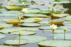 Hoa sen trắng đang bung nở ở hồ Tịnh Tâm trong Kinh thành Huế. (Ảnh: Nguyên Lý/TTXVN)