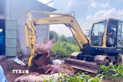 Tiêu hủy lợn đàn lợn mắc bệnh. (Ảnh: TTXVN phát)