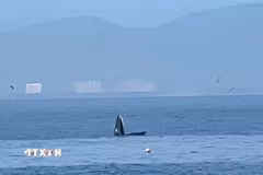 Ban Quản lý Vịnh Nha Trang cũng đề nghị các đơn vị tăng cường tuyên truyền nâng cao nhận thức cho cộng đồng, khách du lịch và người điều khiển phương tiện về trách nhiệm bảo vệ loài cá voi và động vật biển hoang dã. (Ảnh: TTXVN phát)