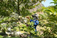 Người dân chăm sóc na gối vụ. (Ảnh: Tiến Vĩnh/TTXVN)