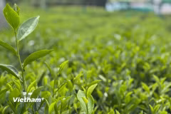 Những đồi chè ở Thái Nguyên không chỉ là vùng nguyên liệu mà đang dần trở thành những điểm đến. (Nguồn: Vietnam+)