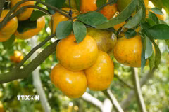 Quýt hồng bắt đầu chín là thời điểm nhà vườn kinh doanh dịch vụ du lịch. (Ảnh: Nhựt An/TTXVN)