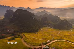Sắc vàng của lúa chín phủ rộng trên những cánh đồng nằm giữa các dãy núi, tạo nên vẻ đẹp đặc trưng của thung lũng Chiềng Sinh. (Ảnh: Xuân Tư/TTXVN)
