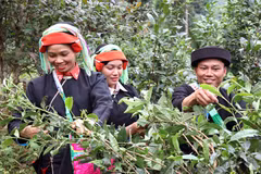 Đồng bào người Dao ở vùng biên Thanh Thủy (Tuyên Quang) phấn khởi hái chè xuân trên dãy Tây Côn Lĩnh. (Ảnh: Đức Thọ/TTXVN)
