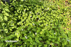 (Nguồn: Vietnam+)