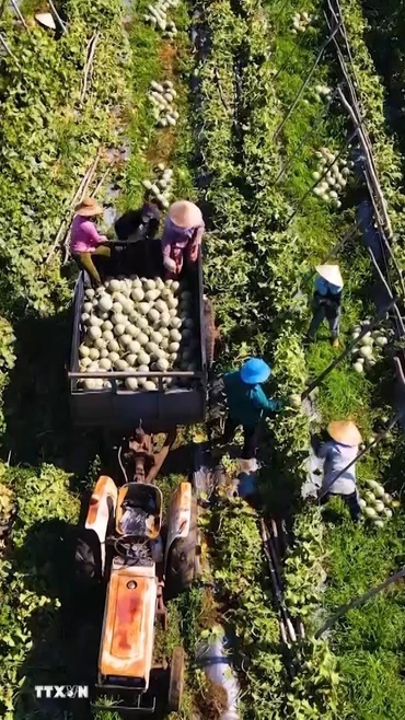 Nông dân xã Ba Gia, tỉnh Quảng Ngãi thu hoạch dưa được trồng theo tiêu chuẩn nông nghiệp sạch. (Ảnh: Hải Âu/TTXVN)