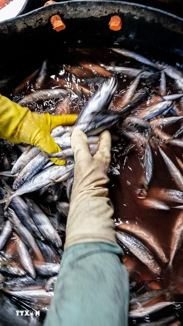 Rửa sạch và sơ chế cá trước khi hấp. (Ảnh: Khánh Hòa/TTXVN)