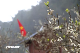 Lào Cai: Hoa mận nở trắng trời, chờ du khách lên chơi Tết nơi “cao nguyên trắng”