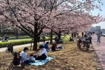 Hanami - Điểm đến của mùa Xuân Nhật Bản