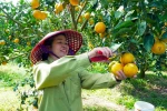Người dân xã Can Lộc (Hà Tĩnh) thu hoạch cam. (Ảnh: Hữu Quyết/TTXVN)