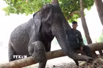 “Chú” voi “làm nũng” với người chăm voi. (Ảnh: Tuấn Anh/TTXVN)