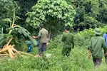 Khu vực ông Mã Văn T. nghi bị voi rừng tấn công. (Nguồn: Báo Đại biểu Nhân dân)