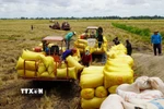 Sau khi thu hoạch, xe chở lúa tập kết ở điểm thu mua của thương lái. (Ảnh: Nhựt An/TTXVN)