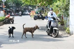 Chó thả rông đe dọa người đi đường. Ảnh minh họa. (Ảnh: Đinh Hằng/TTXVN)
