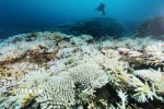 San hô bị tẩy trắng. Ảnh minh họa. (Ảnh: Kyodo/TTXVN)