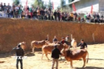 Hội thi Bò đẹp lần thứ nhất ở Phố Bảng (Tuyên Quang) thu hút hàng nghìn người dân và du khách đến xem. (Ảnh: Đức Thọ/TTXVN)