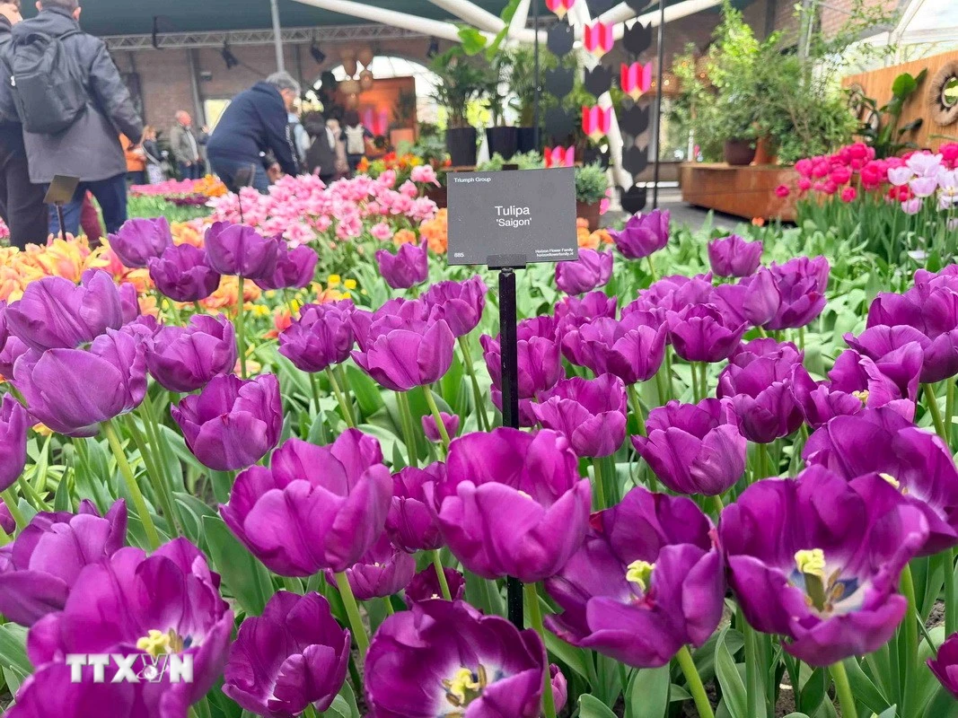 Hoa Tulip - Sứ Giả Mùa Xuân Thúc Đẩy Kinh Tế Và Du Lịch Hà Lan