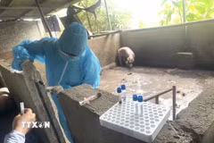 Cơ quan chức năng lấy mẫu giám định. (Ảnh: Nguyễn Nam/TTXVN)