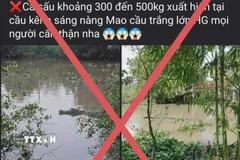 Tài khoản Facebook mang tên N.H.T đăng tải thông tin cá sấu nặng 300-500kg xuất hiện trên kênh xáng Nàng Mau (Hậu Giang) là sai sự thật. (Ảnh: TTXVN phát)