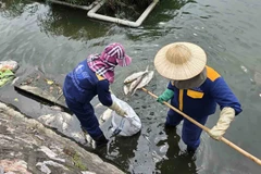 Công nhân thu gom cá chết ở hồ Trúc Bạch (phường Ba Đình, Hà Nội). (Nguồn: Báo Lao Động)