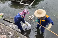 Công nhân thu gom cá chết ở hồ Trúc Bạch (phường Ba Đình, Hà Nội). (Nguồn: Báo Lao Động)