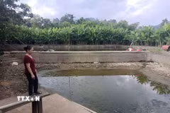 Gia đình Bà Đỗ Thị Minh Lơ, thôn Minh Thượng,xã Bắc Quang phải tát cạn ao và ngừng thả cá. (Ảnh: Đức Thọ/TTXVN)