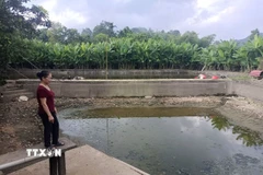 Gia đình Bà Đỗ Thị Minh Lơ, thôn Minh Thượng,xã Bắc Quang phải tát cạn ao và ngừng thả cá. (Ảnh: Đức Thọ/TTXVN)