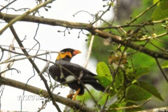 Yểng là loại quý hiếm vừa được phát hiện tại Khu Bảo tồn thiên nhiên Đakrông nhờ bẫy ảnh. (Ảnh: TTXVN phát)