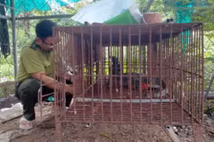 Cá thể kỳ đà hoa đang được quản lý chặt chẽ. (Nguồn: Báo Lâm Đồng)