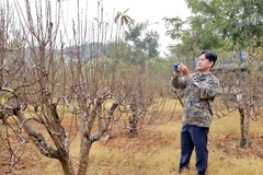 Nghề trồng đào mang lại hiệu quả kinh tế cao hơn hẳn so với các cây trồng khác. (Ảnh: Nguyễn Chinh/TTXVN)