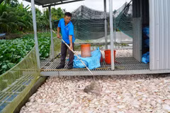 Cá điêu hồng nuôi lồng bè của người dân ở phường Hưng Phú, thành phố Cần Thơ, bị chết ngày 30/10/2025. (Ảnh: Thu Hiền/TTXVN)