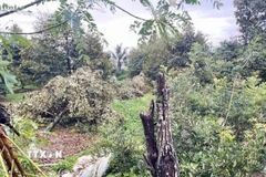 Mưa lớn kèm giông lốc làm gãy đổ nhiều cây trồng của người dân. (Ảnh: TTXVN phát)