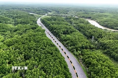 Đường Rừng Sác xuyên rừng ngập mặn Cần Giờ. (Ảnh: Hồng Đạt/TTXVN)