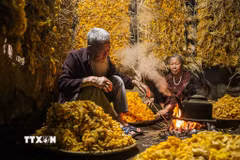 Kén tằm khi đạt độ thu hoạch có lớp vỏ vàng óng được tạo từ sợi tơ dài liên tục (có thể đạt hàng trăm mét), bao bọc phần nhộng bên trong. (Ảnh: Lan Anh/TTXVN phát)