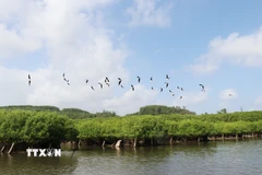 Từ khi được phục hồi, rừng ngập mặn mặn Bàu Cá Cái thu hút nhiều loài chim về làm tổ. (Ảnh:Phạm Cường/TTXVN)