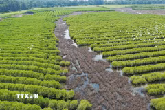 Rừng ngập mặn đóng vai trò như lá chắn sinh học quan trọng trước các hiện tượng thời tiết cực đoan, đồng thời cung cấp nơi sinh sản cho nhiều loài thủy sản có giá trị kinh tế. (Ảnh: TTXVN phát)