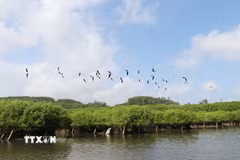 Từ khi được phục hồi, rừng ngập mặn mặn Bàu Cá Cái thu hút nhiều loài chim về làm tổ. (Ảnh:Phạm Cường/TTXVN)