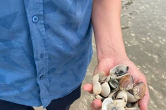 2/3 mẫu nhuyễn thể dương tính với ký sinh trùng Perkinsus olseni, một trong những tác nhân thuộc nhóm Perkinsus sp, bệnh truyền nhiễm đặc biệt nguy hiểm đối với các loài nhuyễn thể hai mảnh vỏ. (Nguồn: Báo Quảng Ninh)