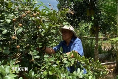 Ông Tô Hữu Phúc (85 tuổi), thương binh hạng 4/4, là một cựu chiến binh gương mẫu trong phát triển kinh tế hộ gia đình tại xã Thường Tân. (Ảnh: Huyền Trang/TTXVN)