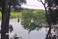 Vườn cây của các hộn dân tại ấp Tân Rú, xã Hồ Tràm ngập sâu trong nước, ảnh chụp ngày 15/11. (Ảnh: Hoàng Nhị/TTXVN.)