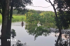 Vườn cây của các hộn dân tại ấp Tân Rú, xã Hồ Tràm ngập sâu trong nước, ảnh chụp ngày 15/11. (Ảnh: Hoàng Nhị/TTXVN.)