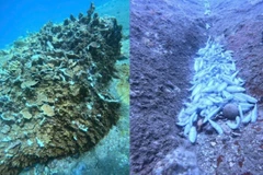 Cá chết hàng loạt, san hô bị gãy ngang hồi cuối tháng 8.2025 tại vịnh Nha Phu (Khánh Hòa). (Ảnh cắt từ clip)